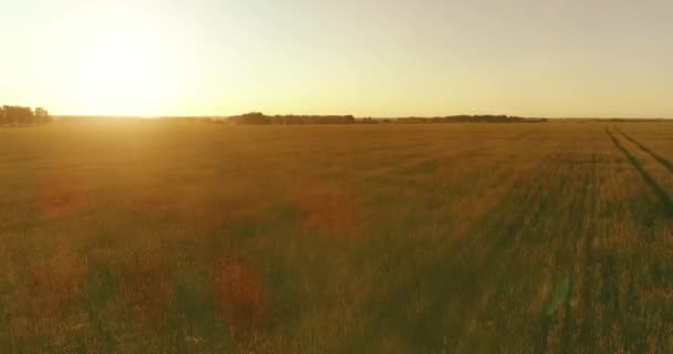 Volo a bassa quota sopra il campo estivo rurale con infinito paesaggio giallo alla sera soleggiata estiva. Raggi solari all'orizzonte. — Video Stock