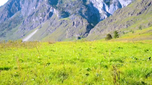하이킹 배낭 녹색 산 초원에 산책 하는 남자. 여름 스포츠와 레크리에이션의 개념. — 비디오
