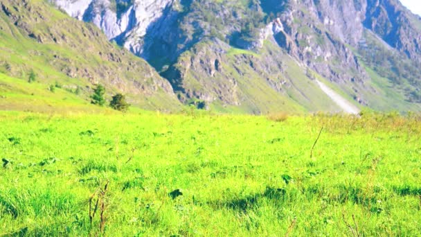 Pěší turistika muž na zelené horské louky s batohem. Letní sportovní a rekreační koncepce. — Stock video