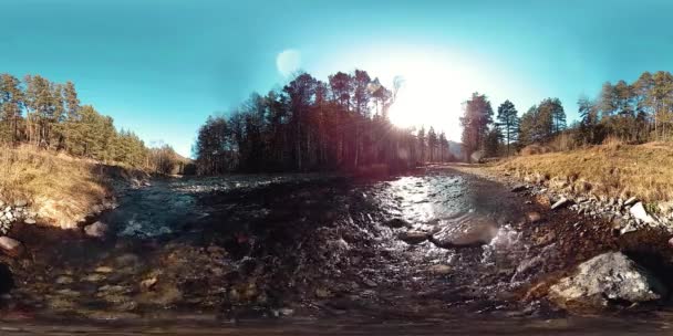 360 VR virtuell verklighet av en vild berg, tallskog och flod strömmar. Nationalpark, ängs- och solstrålar. — Stockvideo