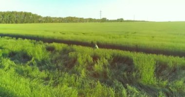 Kırsal yoldaki bir çim tarlasında bisiklet süren genç bir çocuğun hava manzarası. Güneş ışığı ve ışınlar.