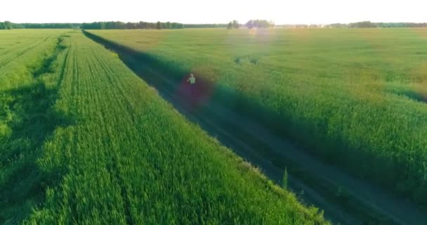 Вид с воздуха на маленького мальчика, который ездит на велосипеде по пшеничному полю на старой сельской дороге. Солнечный свет и лучи. — стоковое видео