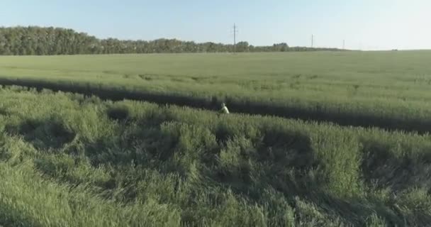 Flygfoto på ung pojke, som rider en cykel genom ett vete gräs fält på den gamla landsvägen. Solljus och strålar. — Stockvideo