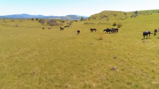 Vol au-dessus de chevaux sauvages troupeau sur prairie de montagne. Montagnes d'été nature sauvage. Liberté concept écologie.