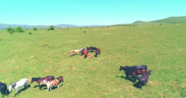 Dağ çayırında vahşi atların üzerinden uçmak. Yaz dağları vahşi doğa. Özgürlük ekolojisi kavramı.