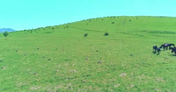 Vlucht over wilde paarden kudde op bergweide. Zomer bergen wilde natuur. Vrijheid ecologisch concept. — Stockvideo
