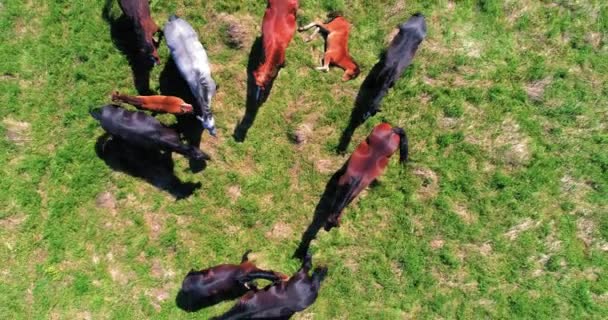 Vlucht over wilde paarden kudde op bergweide. Zomer bergen wilde natuur. Vrijheid ecologisch concept. — Stockvideo