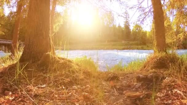 Meadow a hegyi folyóparton. Tájkép zöld fűvel, fenyőfákkal és napsugarakkal. Motoros tolókocsi mozgása. — Stock videók