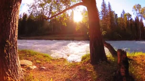 Prado na margem do rio da montanha. Paisagem com grama verde, pinheiros e raios de sol. Movimento em boneca deslizante motorizada. — Vídeo de Stock