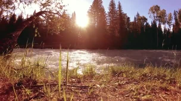 Pradera en la orilla del río de montaña. Paisaje con hierba verde, pinos y rayos de sol. Movimiento en la muñeca deslizante motorizada. — Vídeo de stock