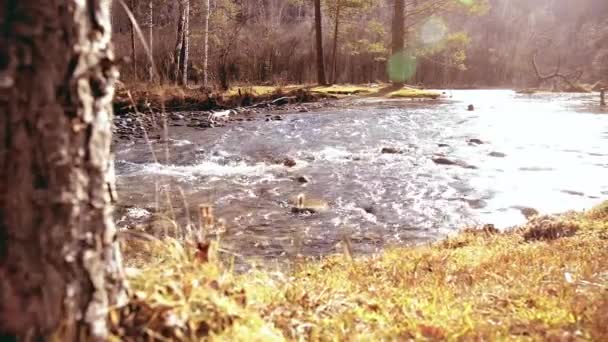 Dolly reglaget skott av stänk vatten i en bergsflod nära skogen. Våta stenar och solstrålar. Horisontell stadig rörelse. — Stockvideo