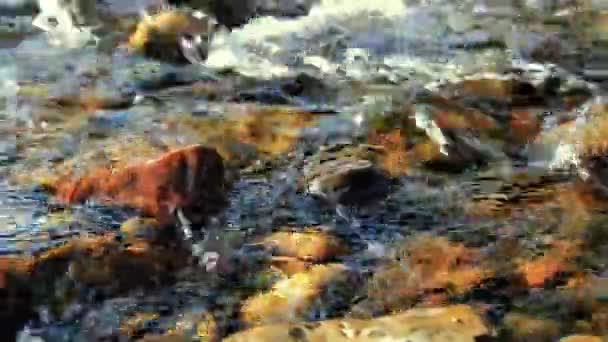 Dolly deslizador de tiro de las salpicaduras de agua en un río de montaña cerca del bosque. Rocas húmedas y rayos de sol. Movimiento horizontal constante. — Vídeo de stock