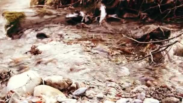 Dolly slider shot of the splashing water in a mountain river near forest. Wet rocks and sun rays. Horizontal steady movement. — Stock Video