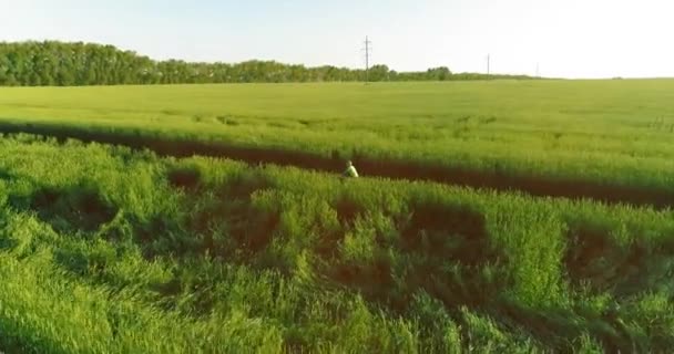 Flygfoto på ung pojke, som rider en cykel genom ett vete gräs fält på den gamla landsvägen. Solljus och strålar. — Stockvideo