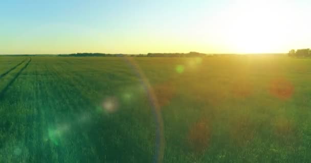 Volo a bassa quota sopra il campo estivo rurale con infinito paesaggio giallo alla sera soleggiata estiva. Raggi solari all'orizzonte. — Video Stock