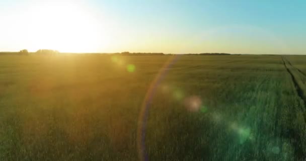 Vol à basse altitude au-dessus d'un champ d'été rural avec un paysage jaune infini en soirée ensoleillée d'été. Rayons solaires à l'horizon.