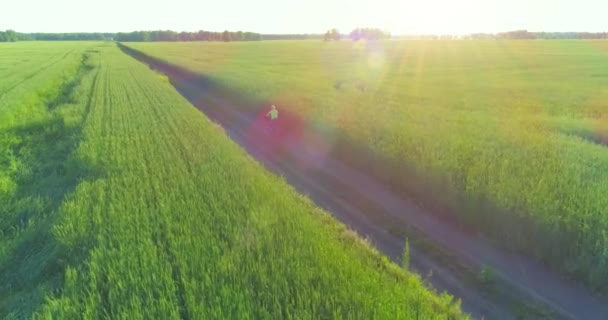 Flygfoto på ung pojke, som rider en cykel genom ett vete gräs fält på den gamla landsvägen. Solljus och strålar. — Stockvideo