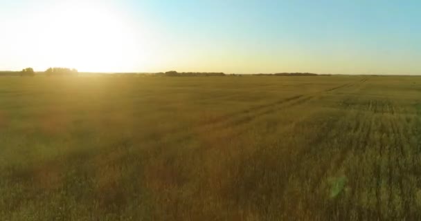 Vuelo de baja altitud sobre el campo de verano rural con un paisaje amarillo interminable en la tarde soleada de verano. Rayos de sol en el horizonte. — Vídeos de Stock