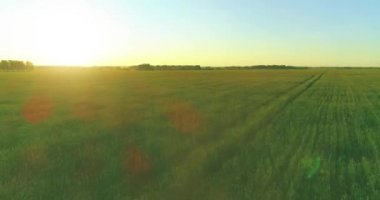 Yaz mevsiminde, sonsuz sarı manzaralı kırsal arazinin üzerinde alçak irtifa uçuşu. Ufuktaki güneş ışınları.