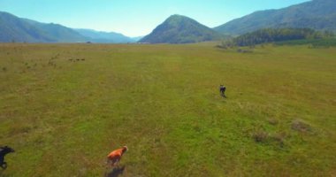 Güneşli yaz sabahında kayalarla birlikte taze, hızlı dağ nehri üzerinde alçak irtifa uçuşu..