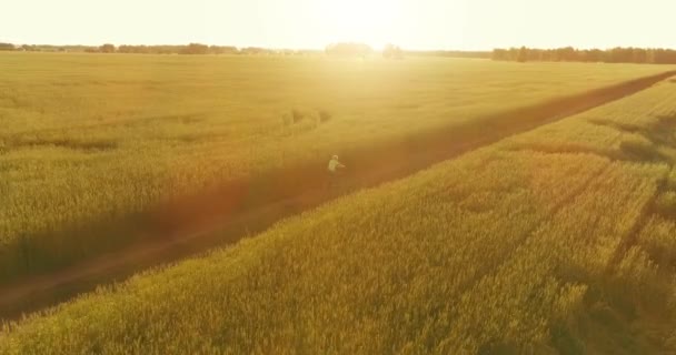 Aerial view on young boy, that rides a bicycle thru a wheat grass field on the old rural road. Sunlight and beams. — Stock Video