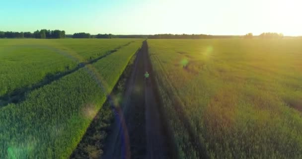 Veduta aerea sul ragazzo, che cavalca una bicicletta attraverso un campo di erba di grano sulla vecchia strada rurale. Luce solare e raggi. — Video Stock