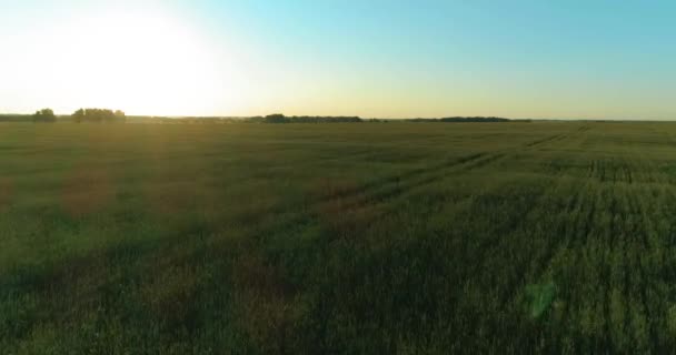 Laaggelegen vlucht boven landelijk zomerveld met eindeloos geel landschap op zomerzonnige avond. Zonnestralen aan de horizon. — Stockvideo