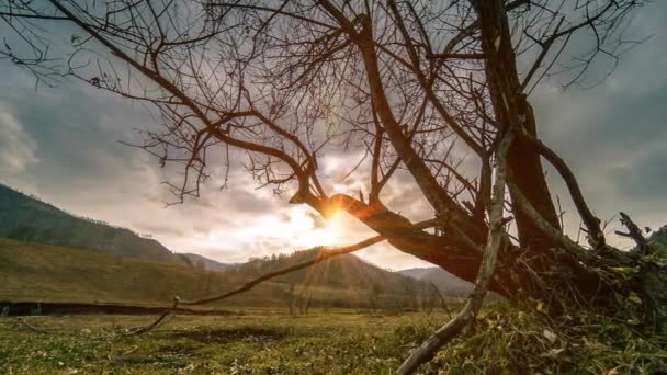 Time lapse of death tree and dry yellow grass at mountian landscape with clouds and sun rays. Movimiento deslizante horizontal — Vídeos de Stock