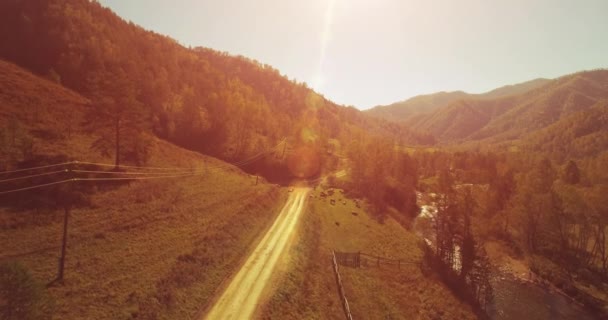 Vôo a meio do ar sobre o rio e o prado frescos da montanha na manhã ensolarada do verão. Estrada de terra rural abaixo. Vacas e carro . — Vídeo de Stock