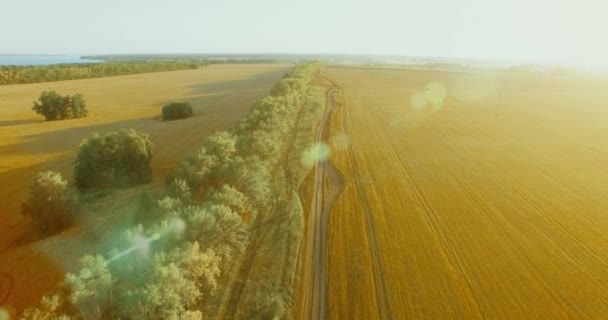 UHD 4K vue aérienne. Vol bas au-dessus du champ rural et de la limite des arbres de blé vert et jaune — Video