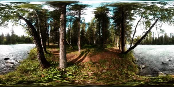 360 VR realtà virtuale di una foresta selvaggia. Pineta, piccolo fiume di montagna veloce e freddo. Parco nazionale. — Video Stock