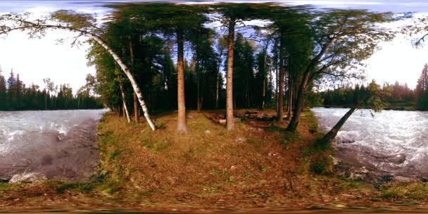 360 VR realidad virtual de un bosque salvaje. Bosque de pinos, pequeño río de montaña rápido y frío. Parque Nacional. — Vídeos de Stock