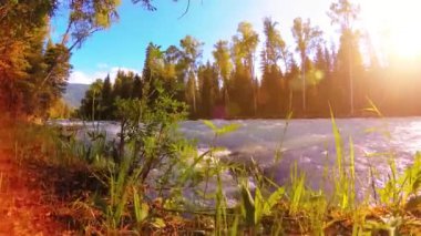 Dağ nehri kıyısındaki çayır. Yeşil çimlerle, çam ağaçlarıyla ve güneş ışınlarıyla kaplı bir manzara. Motorlu kaydırma kulesinde hareket.