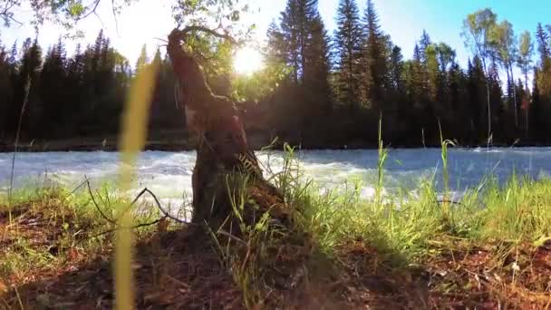 Meadow at mountain river bank. Landscape with green grass, pine trees and sun rays. Movement on motorised slider dolly. — Stock Video