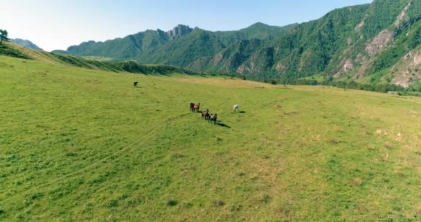 Vlucht over wilde paarden kudde op weide. Lente bergen wilde natuur. Vrijheid ecologisch concept. — Stockvideo