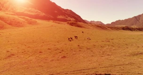 Flyg över vilda hästar hjord på äng. Vårberg vild natur. Frihetsekologi. — Stockvideo