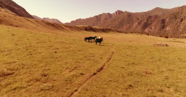 Flucht über Wildpferde auf der Weide. Frühling Berge wilde Natur. Freiheits-Ökologiekonzept. — Stockvideo