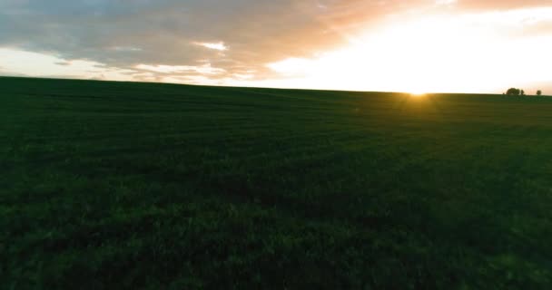 Vuelo sobre el paisaje rural de verano con un campo amarillo infinito en la soleada noche de verano. Campos agrícolas al amanecer de otoño — Vídeo de stock