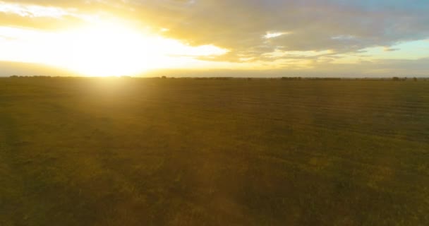 Güneşli yaz akşamında sonsuz sarı tarlaları olan kırsal kesimin üzerinde bir uçuş. Sonbahar gündoğumunda tarım arazisi — Stok video