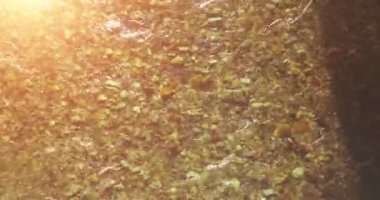 Güneşli yaz sabahında temiz ve taze bir dağ nehri üzerinde uçuşun ortasındayız. Üst görünüm ve yatay hareket