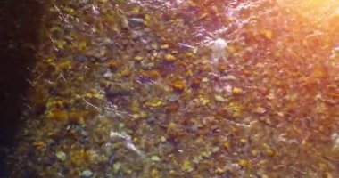 Güneşli yaz sabahında temiz ve taze bir dağ nehri üzerinde uçuşun ortasındayız. Üst görünüm ve yatay hareket