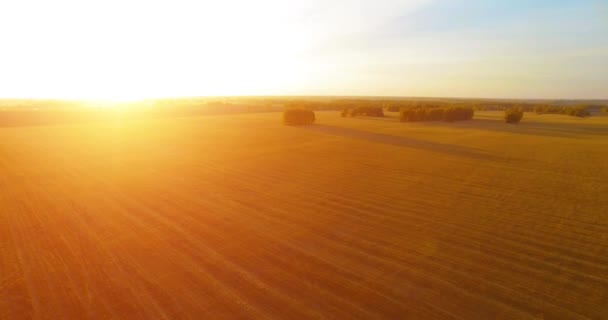 4k Uhd 공중 볼 수 있습니다. 공중 비행 노란색 밀 농촌 분야에 — 비디오