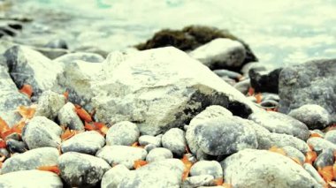 Dolly ormanın yakınındaki bir dağ nehrinde akan suyun kaygan görüntüsü. Islak kayalar ve güneş ışınları. Yatay sabit hareket.