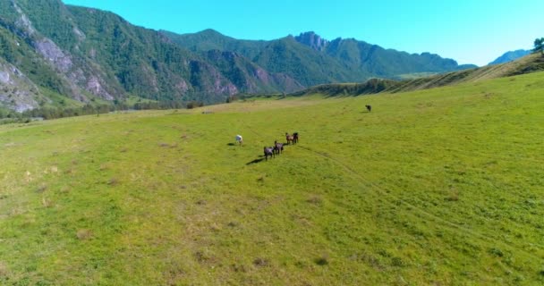 Yabani atların üzerinden uçarak çayırdaki sürüyü güderler. Bahar dağları vahşi doğa. Özgürlük ekolojisi kavramı. — Stok video