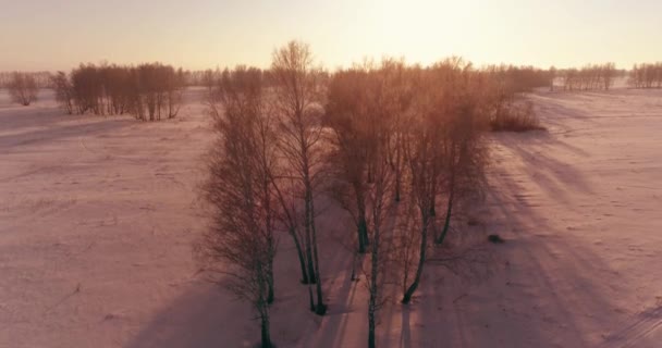 Vista aérea do drone da paisagem fria do inverno com campo ártico, árvores cobertas com neve da geada e raios do sol da manhã sobre o horizonte. — Vídeo de Stock