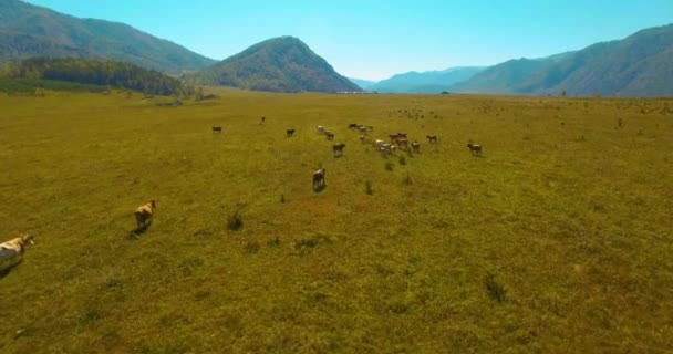 Vol à basse altitude au-dessus d'une rivière de montagne fraîche et rapide avec des rochers au soleil matin d'été.