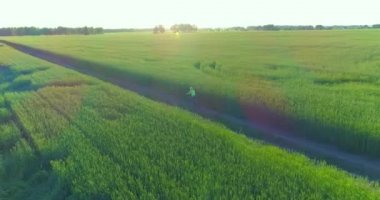 Kırsal yoldaki bir çim tarlasında bisiklet süren genç bir çocuğun hava manzarası. Güneş ışığı ve ışınlar.