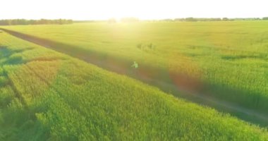Kırsal yoldaki bir çim tarlasında bisiklet süren genç bir çocuğun hava manzarası. Güneş ışığı ve ışınlar.