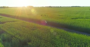 Kırsal yoldaki bir çim tarlasında bisiklet süren genç bir çocuğun hava manzarası. Güneş ışığı ve ışınlar.