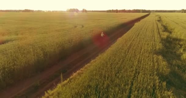 Luftaufnahme eines kleinen Jungen, der mit dem Fahrrad durch ein Weizengrasfeld auf der alten Landstraße fährt. Sonnenlicht und Sonnenstrahlen. — Stockvideo